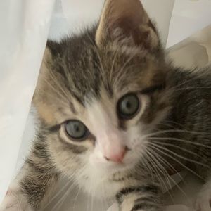 Meet your Posher, Pagan